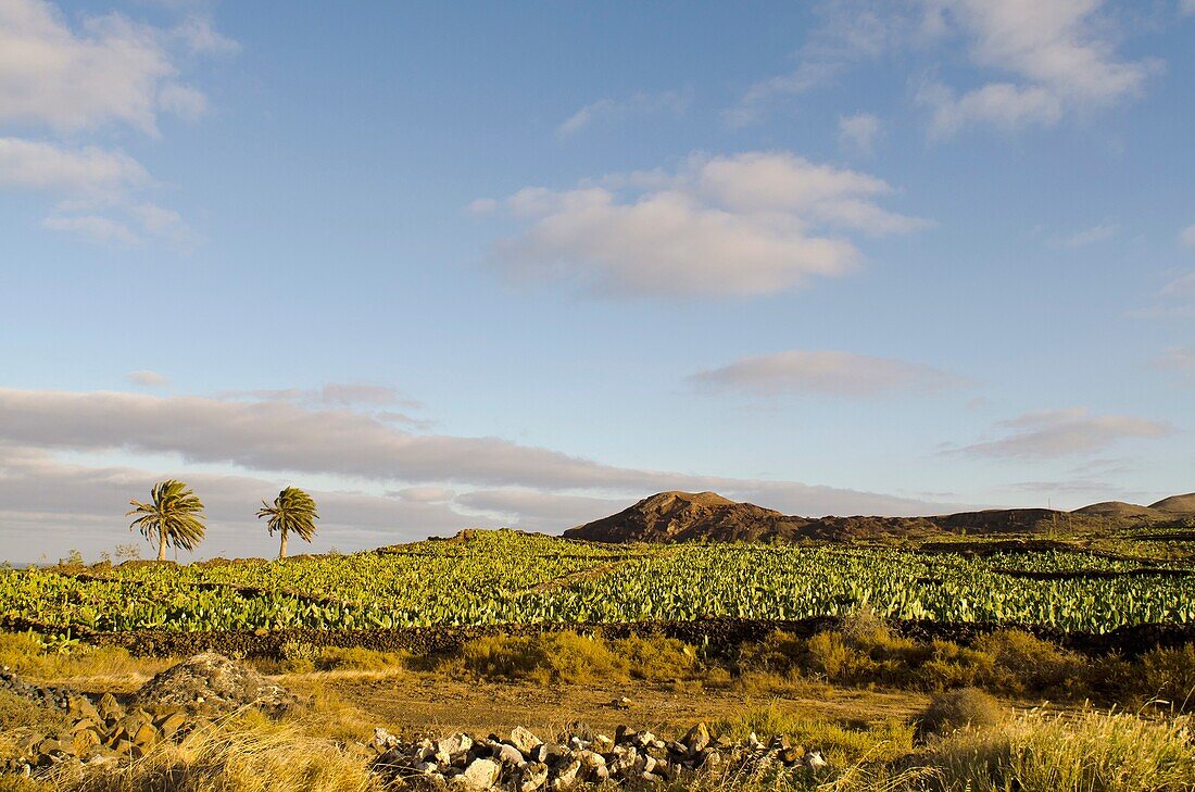 Captus garden at Mala  Lanzarote  Canary Islands  Spain