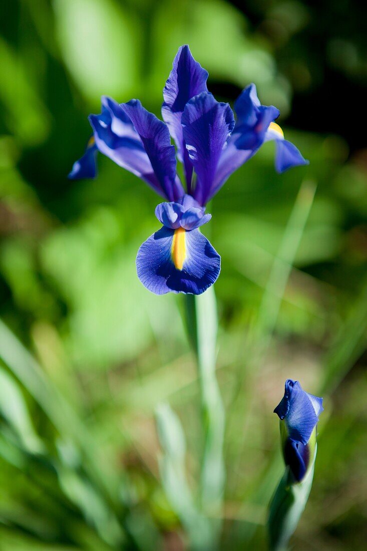 Iris hollandica. Aquitaine. Gironde. France.
