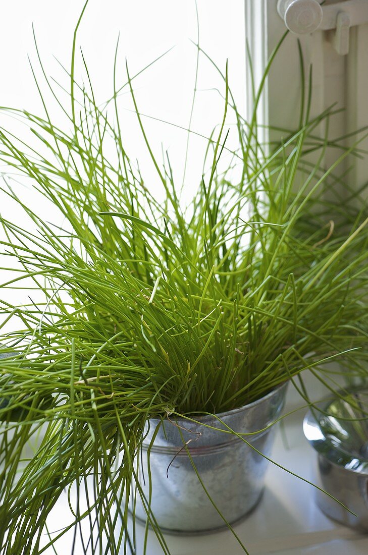 Herb in metal pot