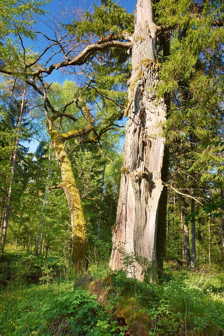 Bialowieski National Park, Strict Nature Reserve, royal oak, Bialowieza National Park, Poland, Europe