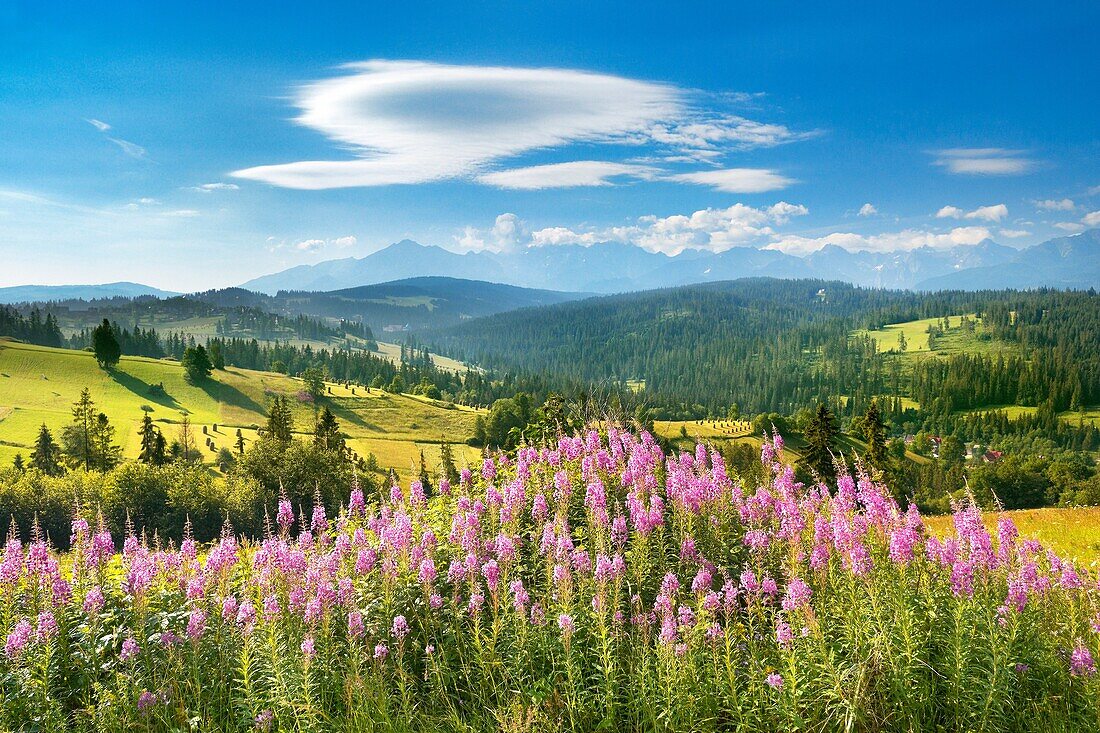 Landscape near Gliczarow village, 10km from Zakopane (Tatra Mountains Region) and 14km from Lysa Polana (border with Slovakia). Podhale Region, Poland, Europe