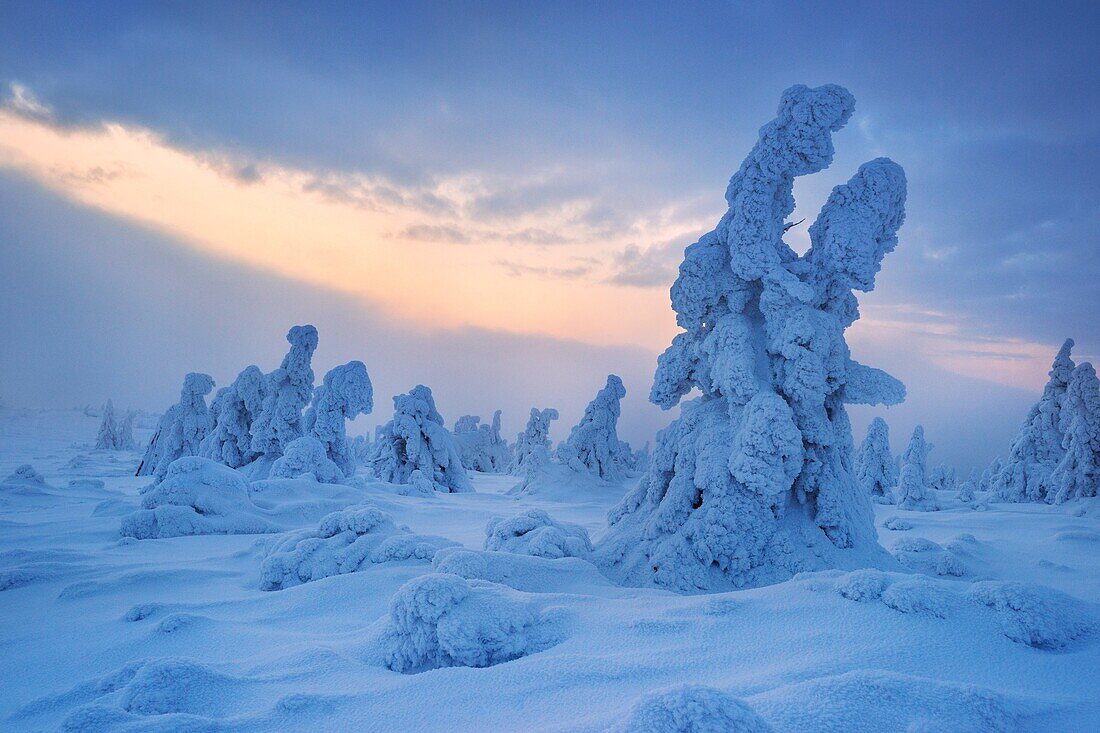 Snowy trees at the Szrenica peak, Karkonosze National Park, Poland, Europe