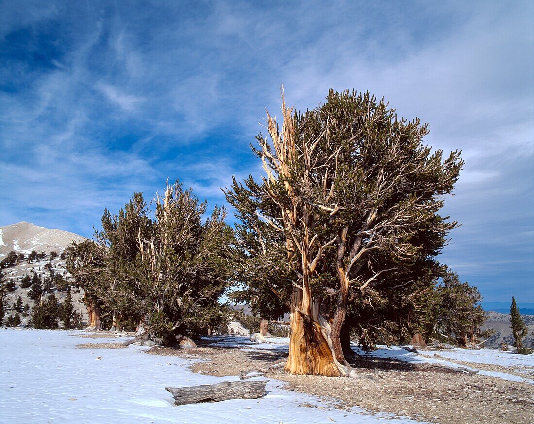 Grove of old bristlecone pines Pinus longaeva, Patriarch Grove, Ancient Bristlecone Pine Forest Area, Inyo National Forest, California, USA