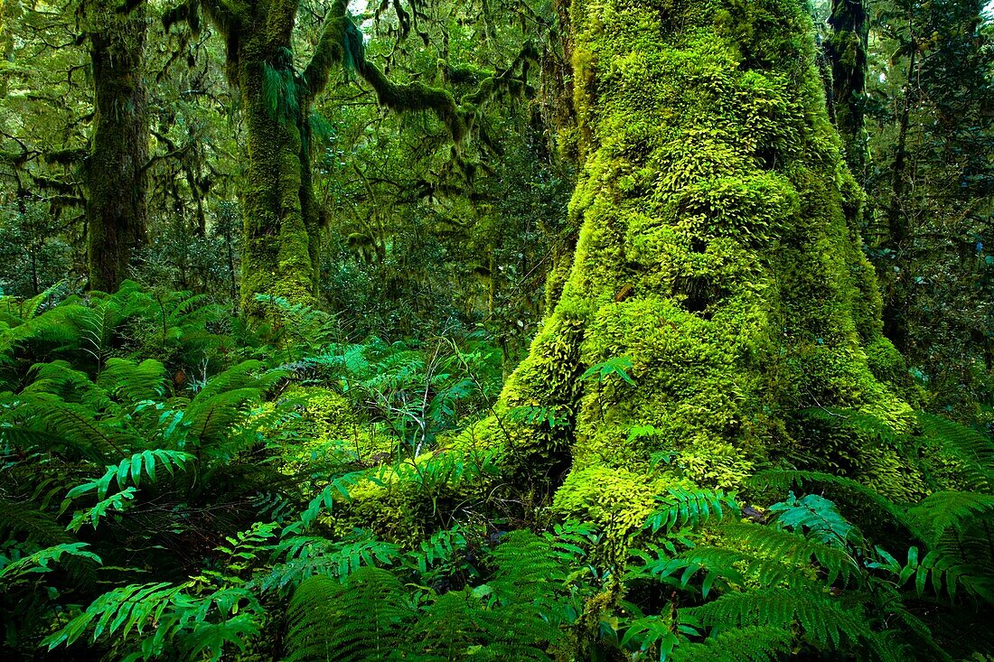 New Zealand, Southland, Fiordland National Park  Dense native woodland near the Upper Spey hut on the Dusky Track