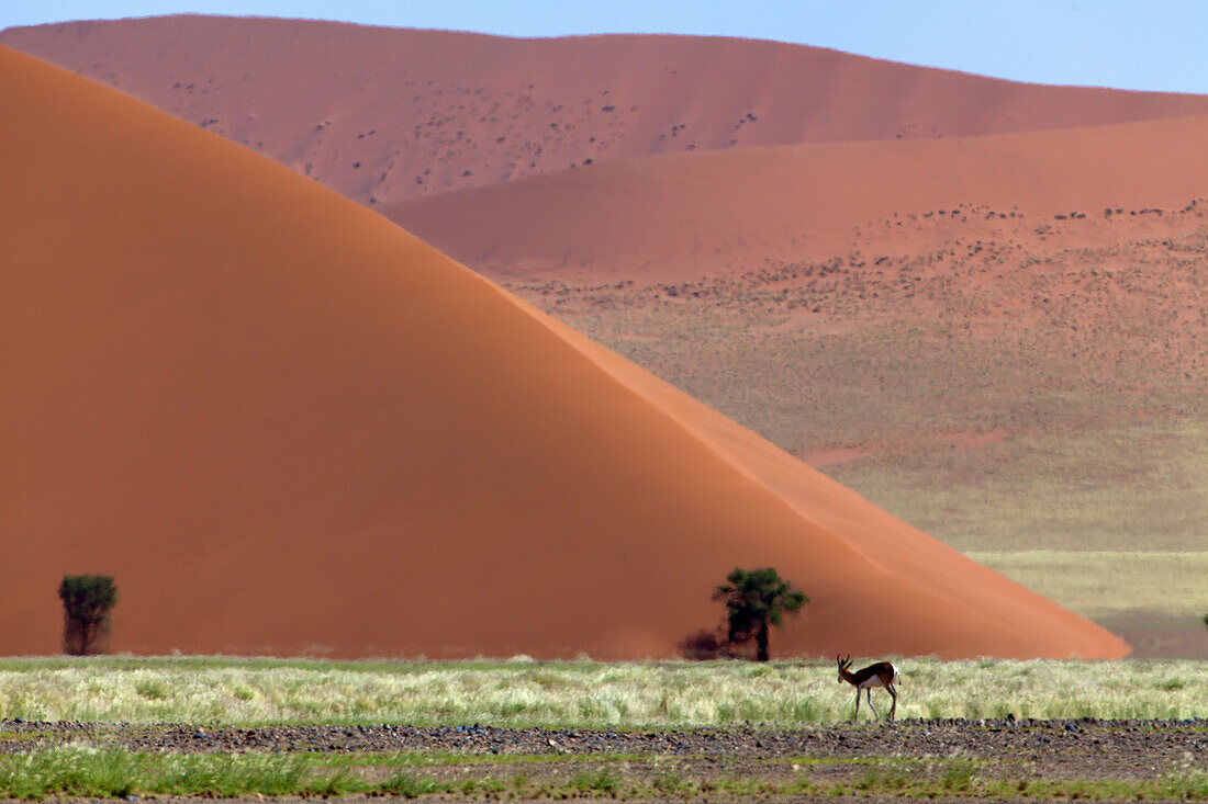 Beautifull colours in the desert after the rain, Namib-Naukluft National Park, namib desert, Namibia.