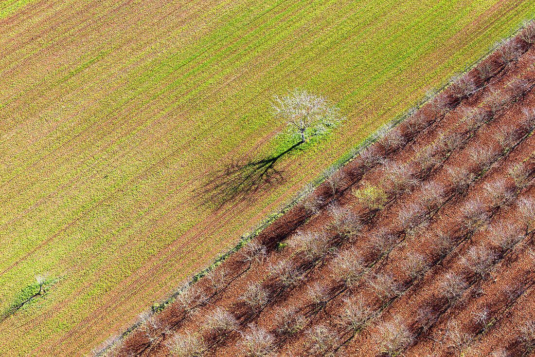 Aerial view of trees, Mallorca lands, Balearic Island, Spain.