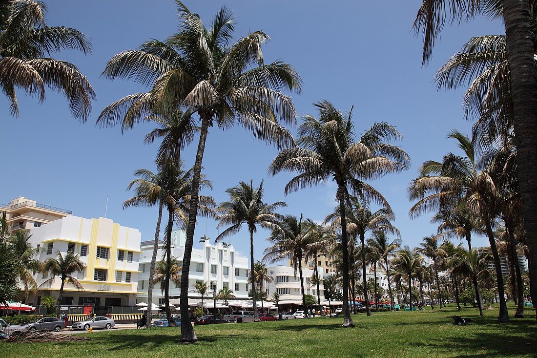 Palm trees and buildings of South Beach, Miami Beach