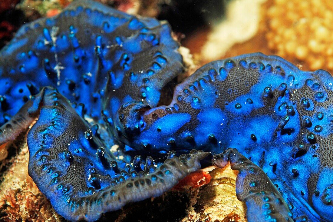 Large blue Giant Clam Tridacna maxima, Bocifushi Wreck, South Male Atoll, Maldives