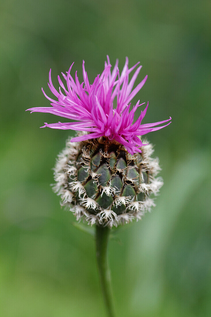 Centaurea aspera, Alps, France