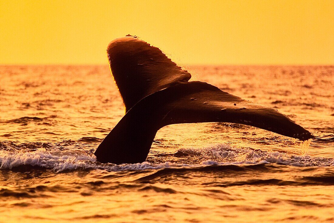humpback whale, Megaptera novaeangliae, fluke-up dive, under golden light from setting sun, Hawaii, USA, Pacific Ocean