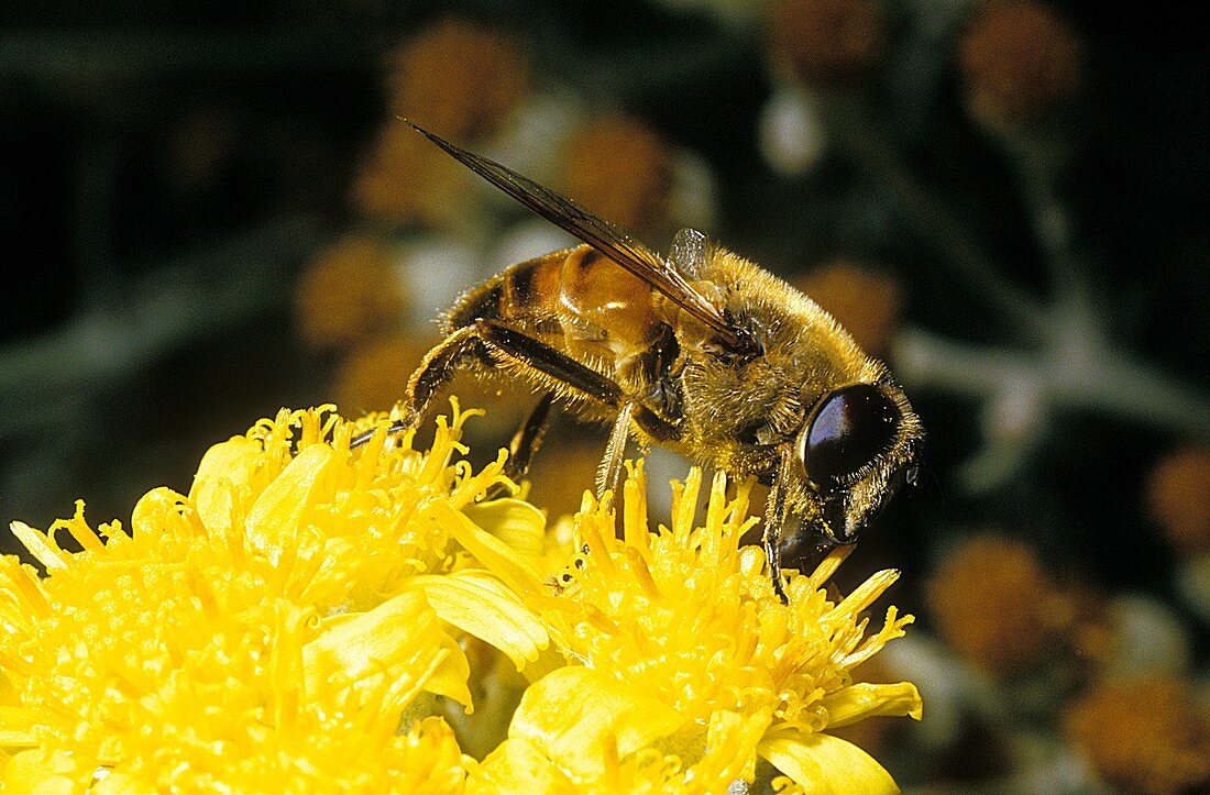 Bee Apis mellifera on yellow blossom