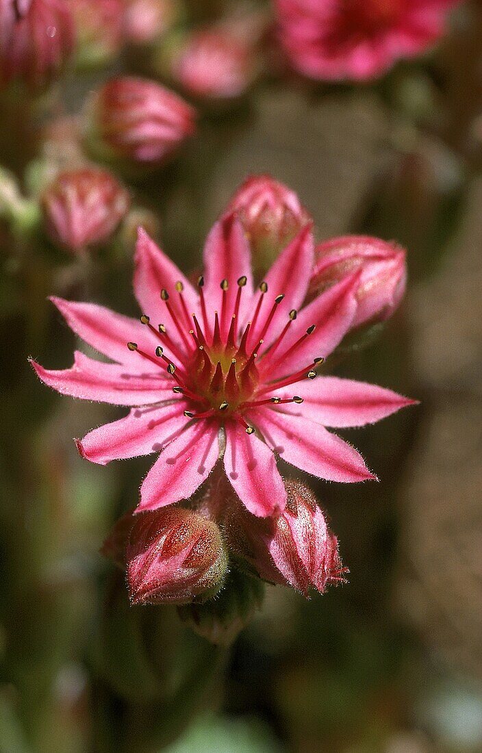 Flower of cobweb houseleek sempervivum arachnoideum