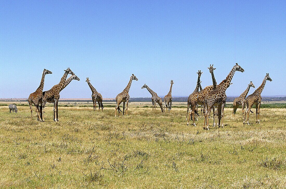 MASAI GIRAFFE giraffa camelopardalis tippelskirchi IN KENYA