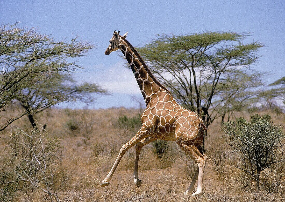RETICULATED GIRAFFE giraffa camelopardalis reticulata, ADULT RUNNING THROUGH SAVANNAH, SAMBURU PARK IN KENYA
