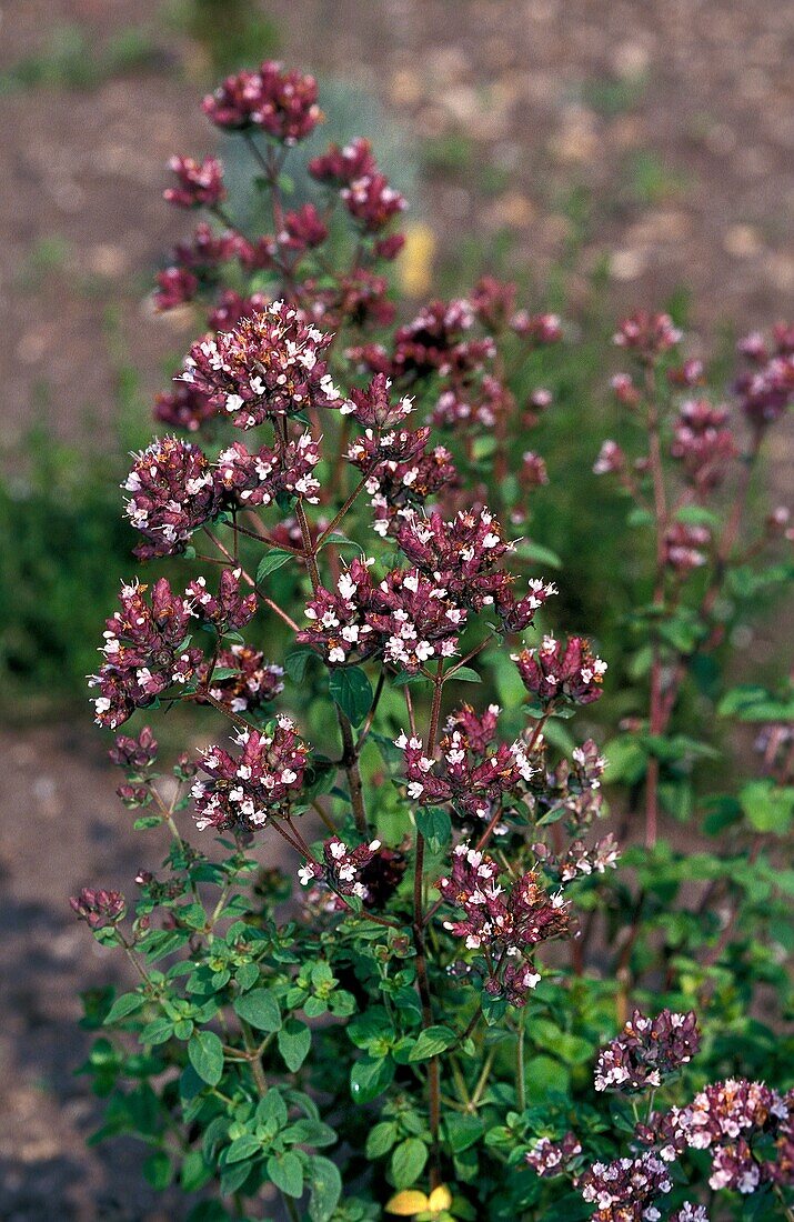 MARJORAM origanum majorana