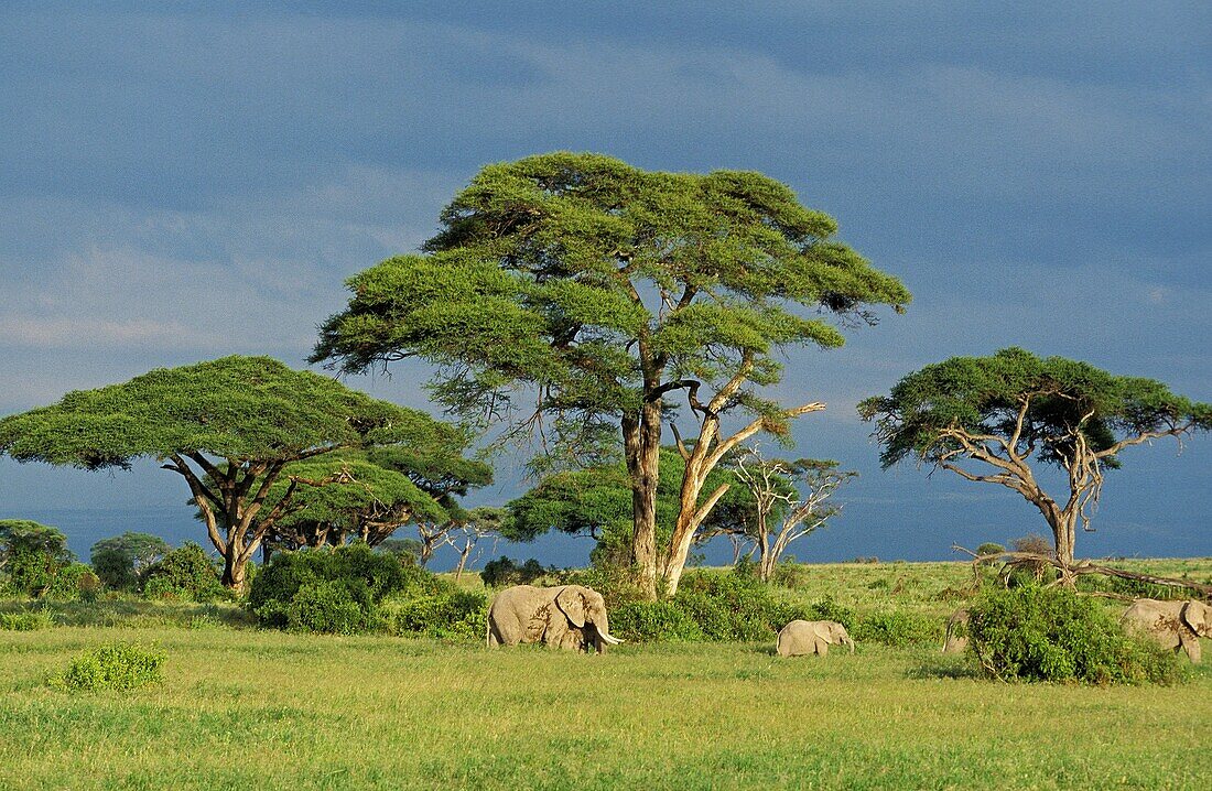 African Elephant, loxodonta africana, Group in Savanah, Masai Mara park in Kenya