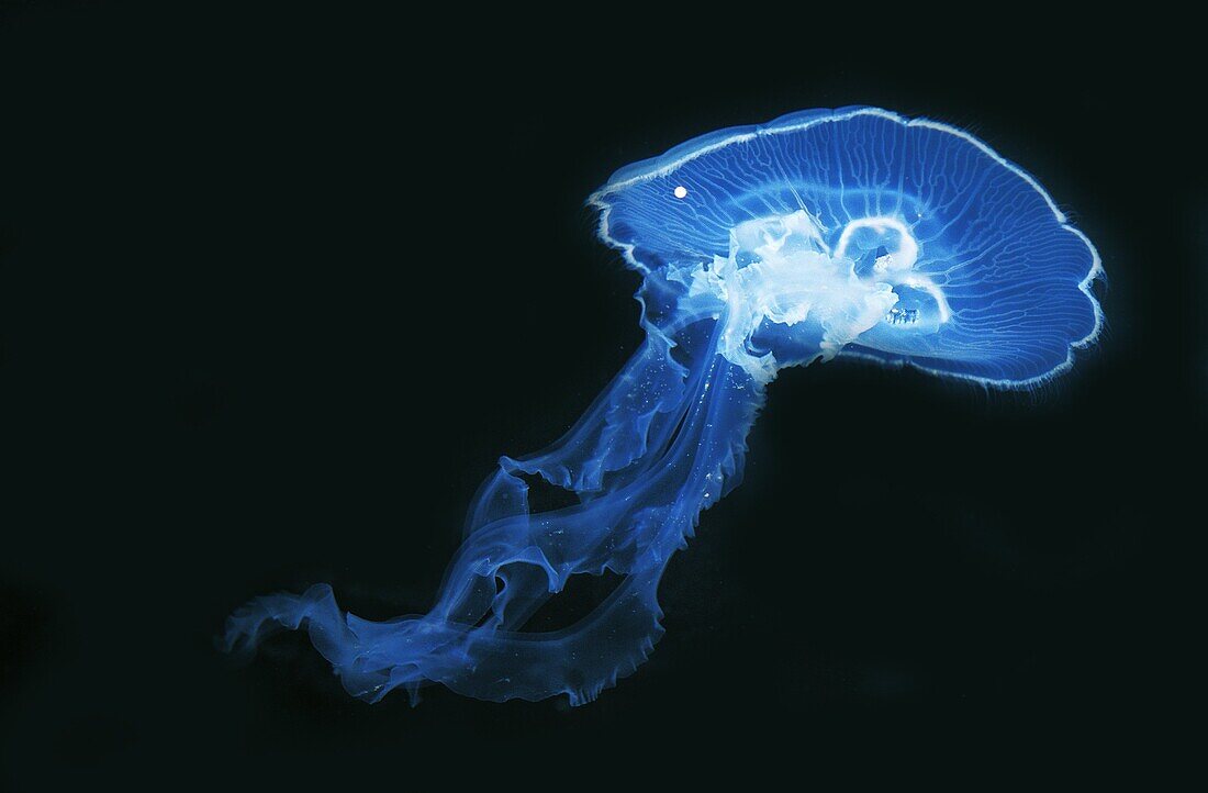 Common Jellyfish or Moon Jellyfish, urelia aurita