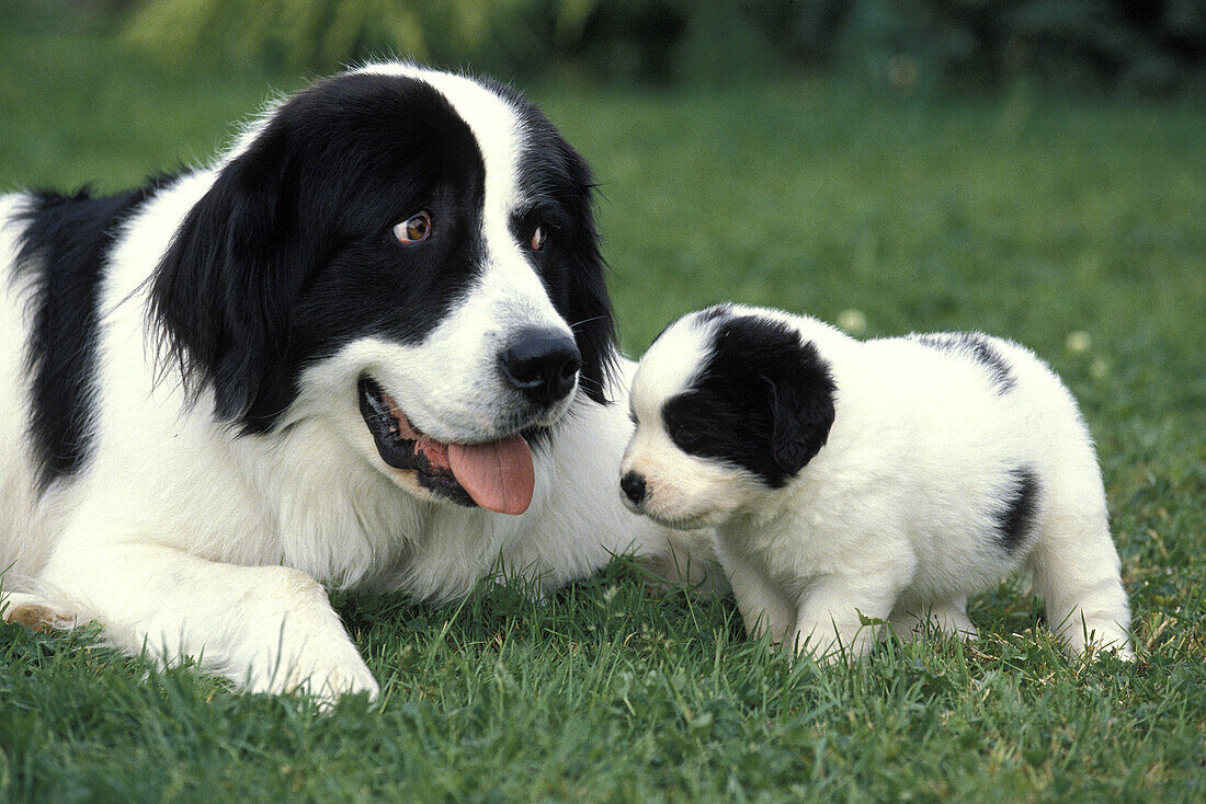 Landseer Dog, Mother and Pup.