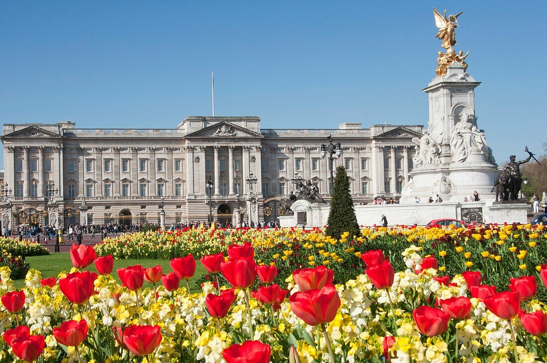 Buckingham palace in the Spring time  London  England
