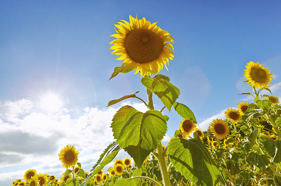 Sunflowers field. Burgos. Castile and Leon. Spain.