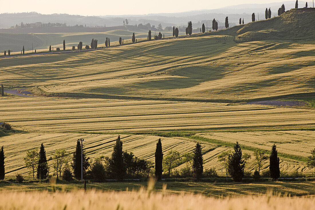 Typical scenary of Crete Senesi, Asciano, Siena, Tuscany, Italy.