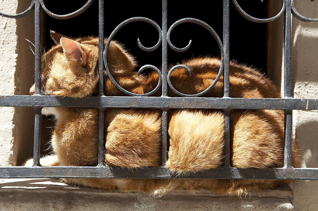 Cat on window, Montepulciano, Tuscany, Italy.