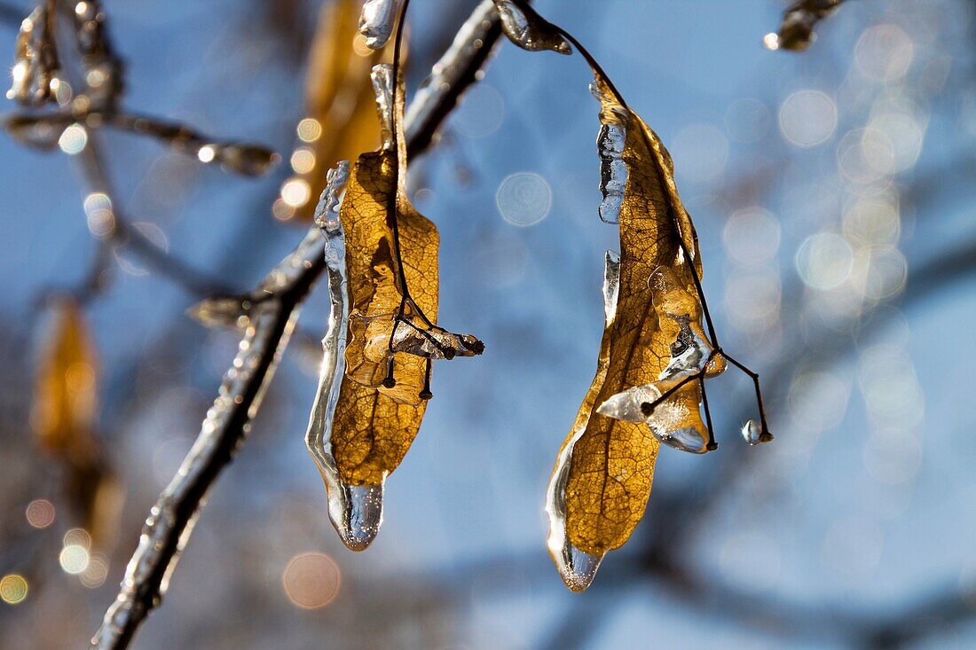 Frozen branch