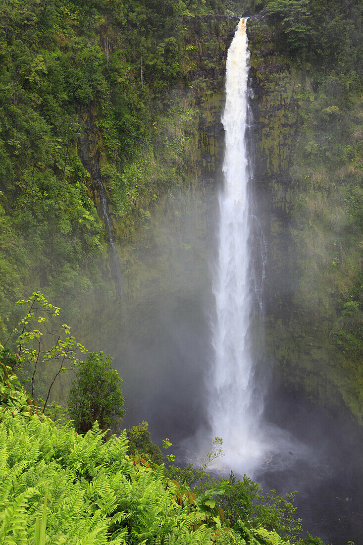 Hawaii, Big Island, Akaka Falls State Park,.