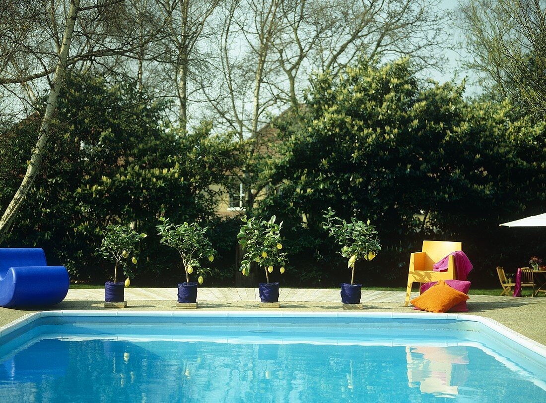 Outdoor swimming pool with lemon trees in blue pots on paved terrace.