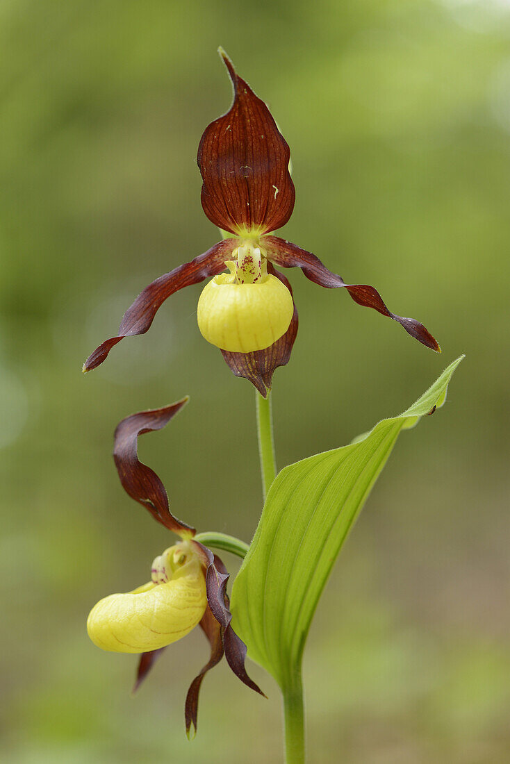Close-up of ladys-slipper orchid (Cypripedium calceolus) blossoms in a forest in spring, Upper Palatinate, Germany