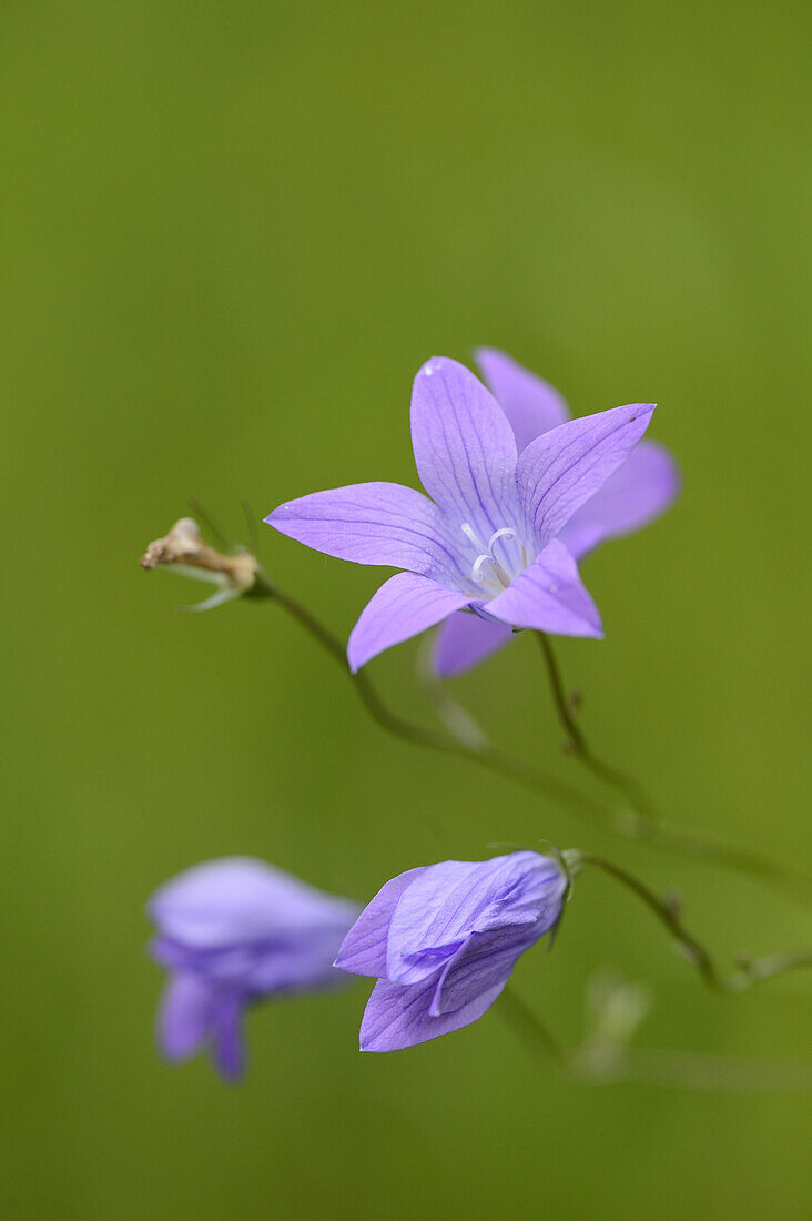 Close-up of spreading bellflower (Campanula patula) blossoms in a meadow in spring.