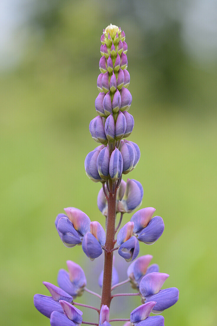 Nahaufnahme der Blüten der Schmalblättrigen oder Blauen Lupine (Lupinus angustifolius) im Frühjahr