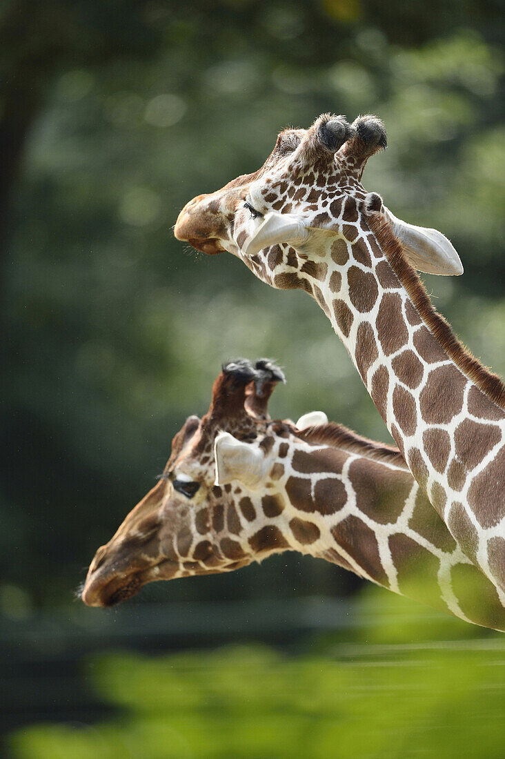 Portait of a reticulated giraffe (Giraffa camelopardalis reticulata).