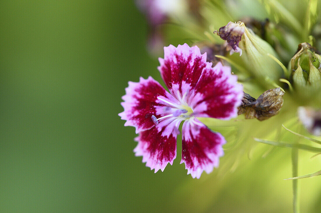 Close-up of a sweet william (Dianthus barbatus) blossom in a garden in early summer.