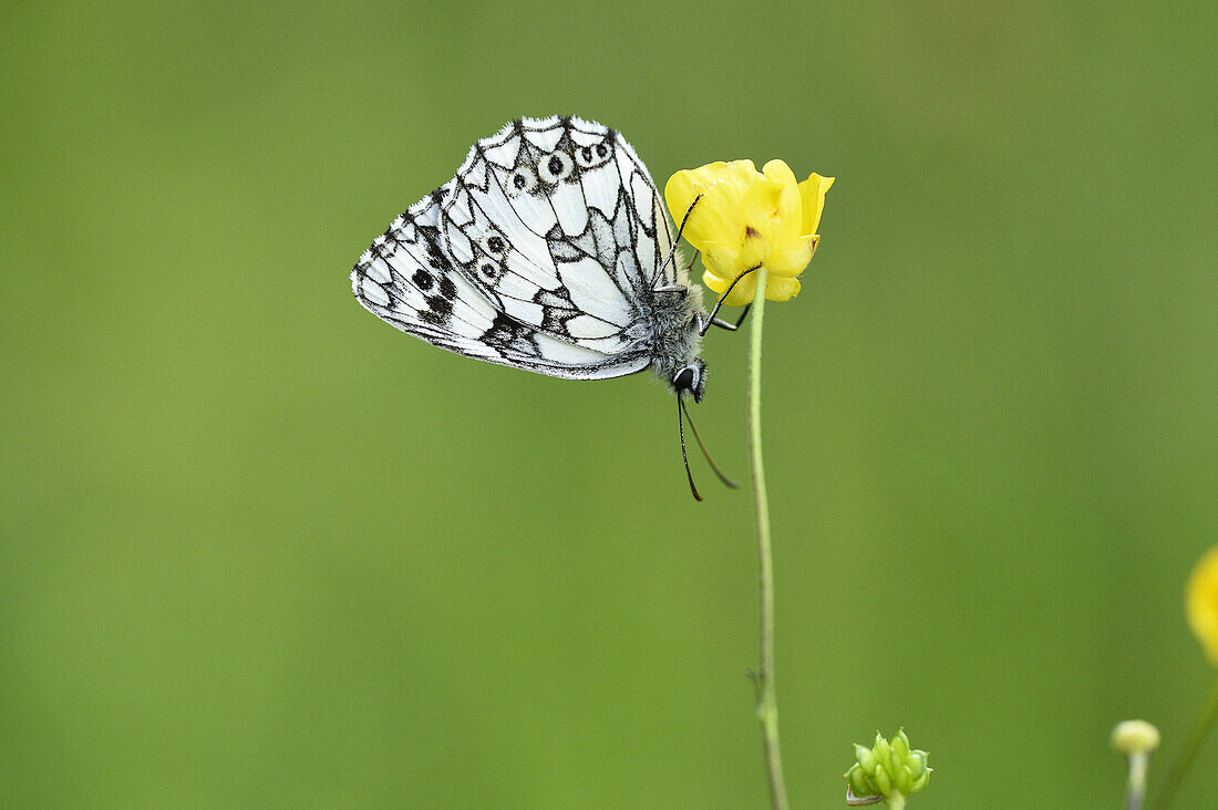 Close-up of a Marbled White (Melanargia galathea) in early summer.