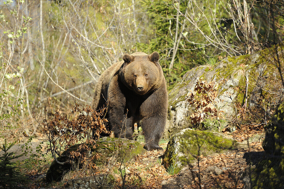 Close-up of a European brown bear (Ursus arctos arctos) in a forest in spring.