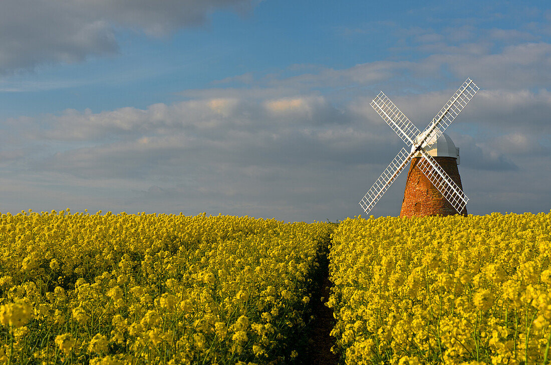 The Halnaker Windmill amonst Rapeseed- Brassica napus,Halnaker, Chichester, West Sussex, England, Uk.