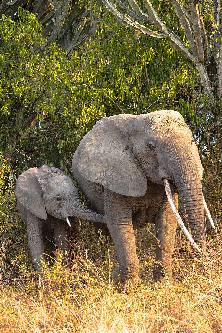 mother elephant with young in queen Elizabeth national park, Uganda