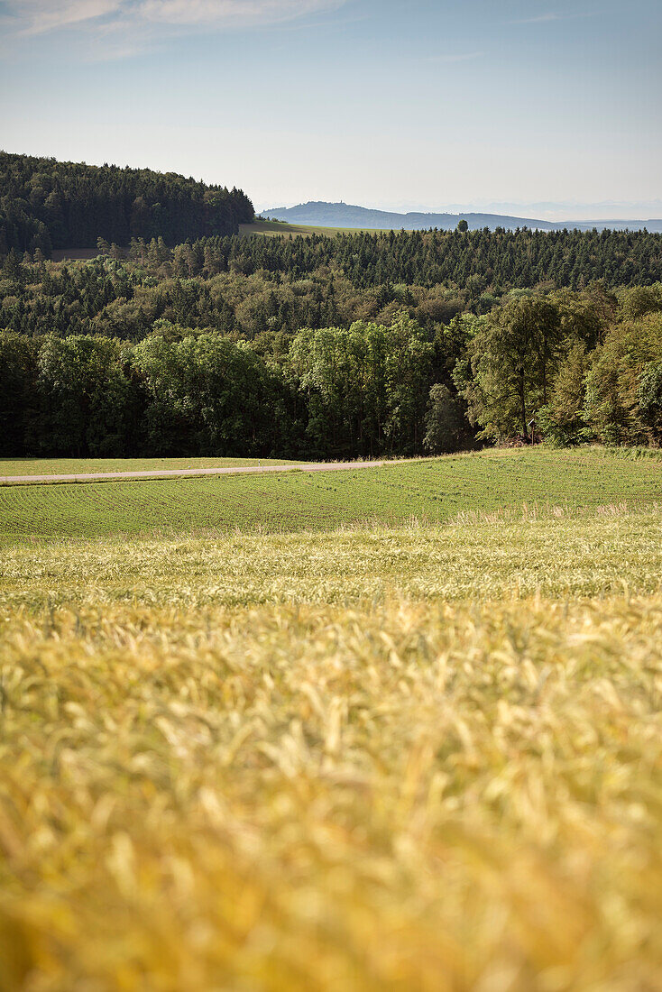View across wheat fields towards the Swabian Alb, Zwiefalten, Swabian Alb, Baden-Wuerttemberg, Germany