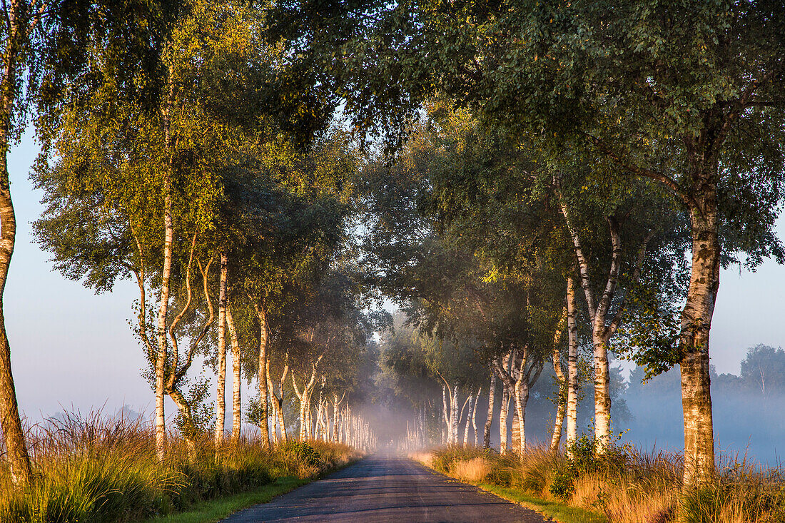 Birkenallee im Morgenlicht, Worpswede, Teufelsmoor, Niedersachsen, Deutschland