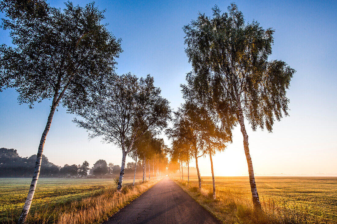 Birch tree alley, Worpswede, Teufelsmoor, Lower Saxony, Germany