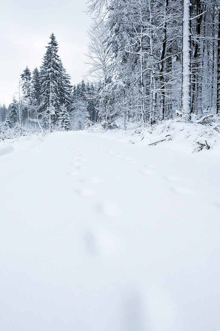 Snow-covered footprints leading to a winter wonderland landscape with snow in Kellerwald forest near Duelfershof, Loehlbach, near Bad Wildungen, Hesse, Germany, Europe