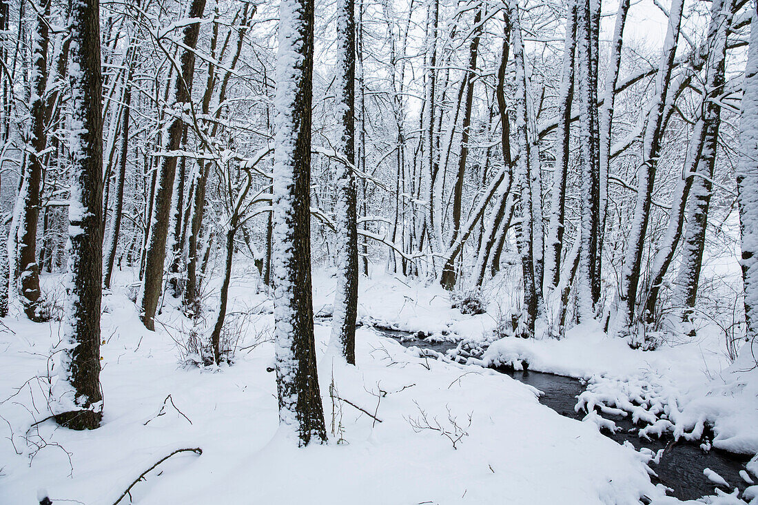 Winter wonderland landscape with snow in Kellerwald forest near Duelfershof, Loehlbach, near Bad Wildungen, Hesse, Germany, Europe