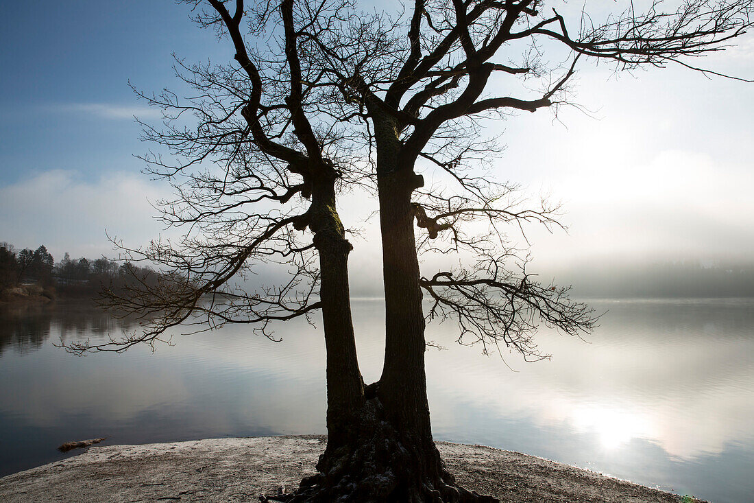 Der sogenannte Taucherbaum am Ufer des Edersee im Nationalpark Kellerwald-Edersee, Nordhessen, Hessen, Deutschland, Europa