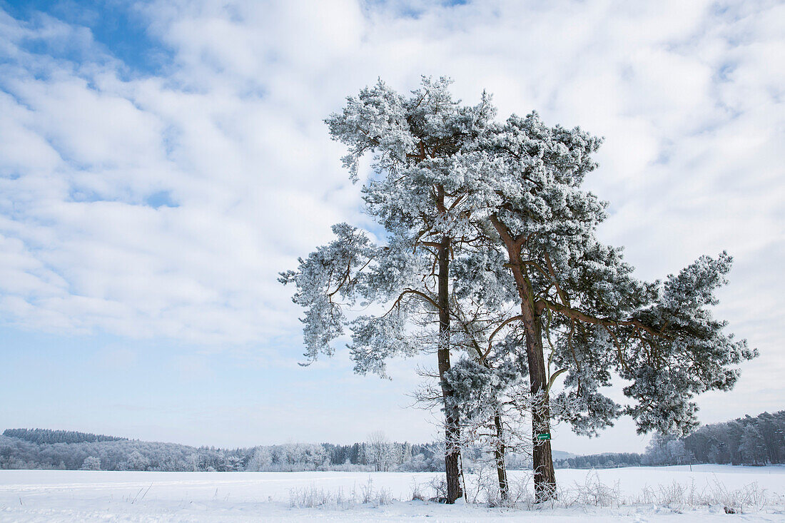 Lone pine tree covered in snow in a winter wonderland landscape between Voehl and Marienhagen, near Vöhl, Hesse, Germany, Europe