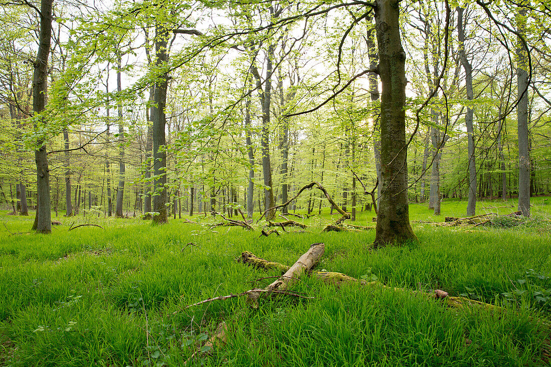 Buchenwald mit frischem Blattgrün im Frühjahr, Nationalpark Kellerwald-Edersee, Nordhessen, Hessen, Deutschland, Europa