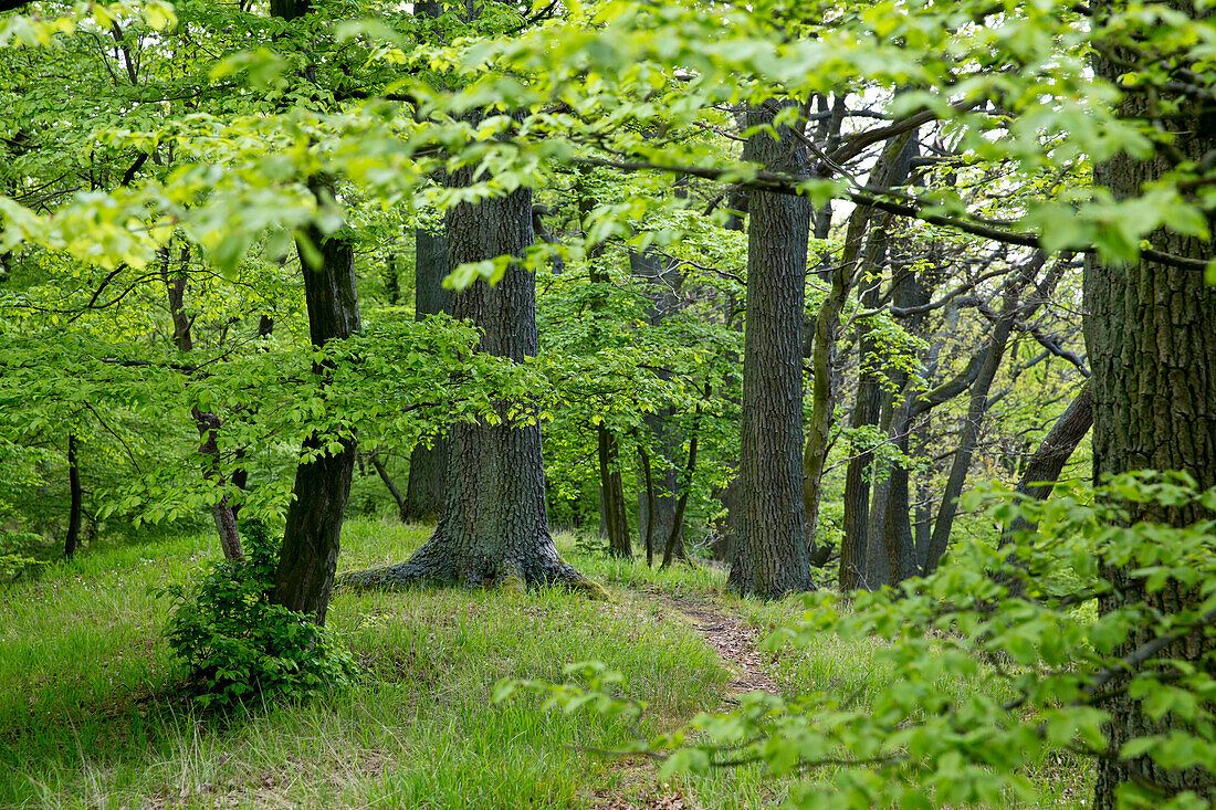Beech forest in springtime near Bringhausen in Kellerwald-Edersee National Park, Lake Edersee, Hesse, Germany, Europe