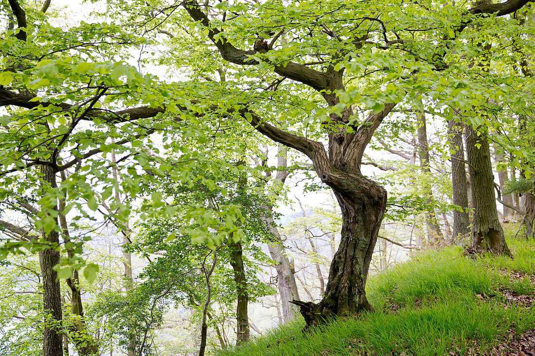 Rustic beech tree with spring foliage near Bringhausen in Kellerwald-Edersee National Park, Lake Edersee, Hesse, Germany, Europe