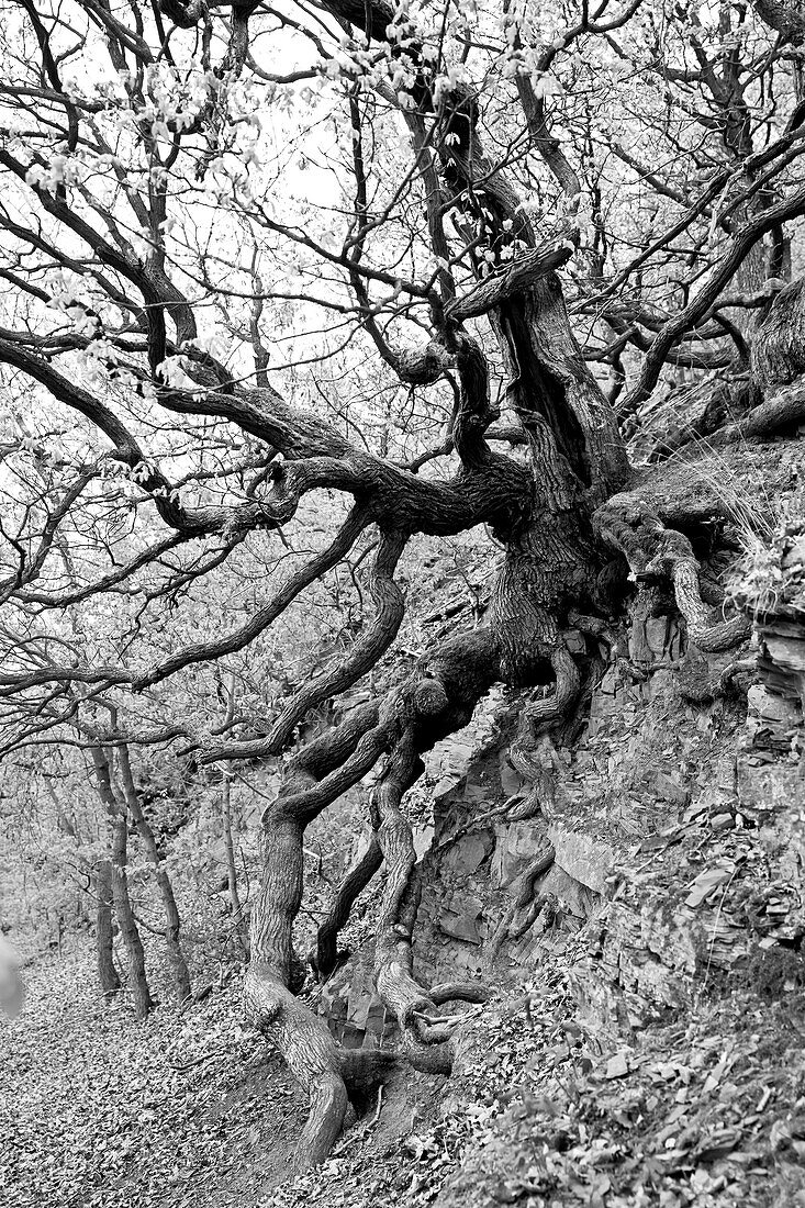 Rustic beech tree along the Kahle Hard Route near Bringhausen in Kellerwald-Edersee National Park, Lake Edersee, Hesse, Germany, Europe