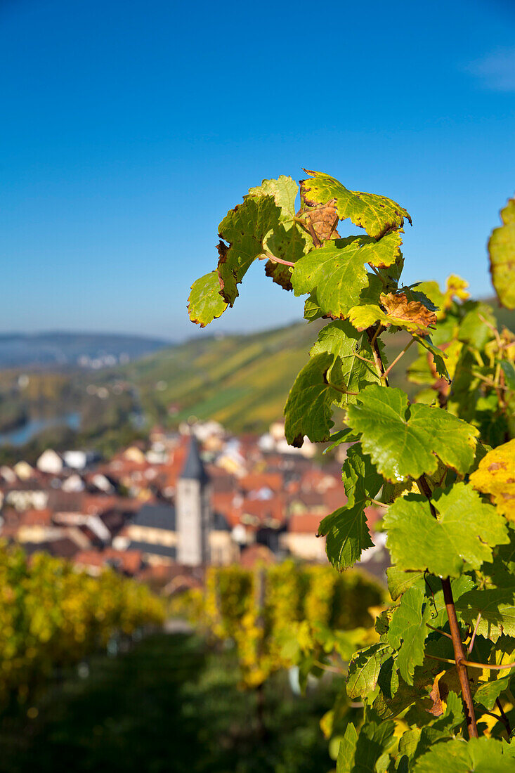 Detail of vine leaves in Marsberg vineyard in autumn with town behind, Randersacker, near Würzburg, Franconia, Bavaria, Germany